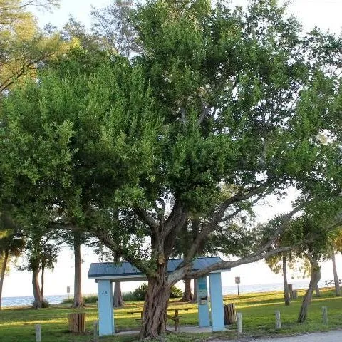thumbnail for publication: Conocarpus erectus: Buttonwood
